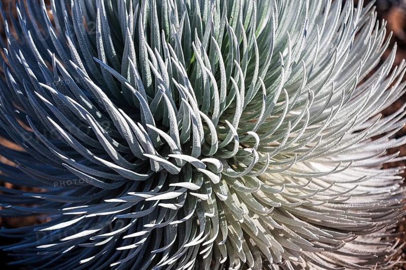 Hawaiian Silver Sword (Argyroxiphium sandwicense)