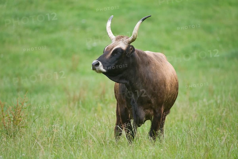 Heck cattle