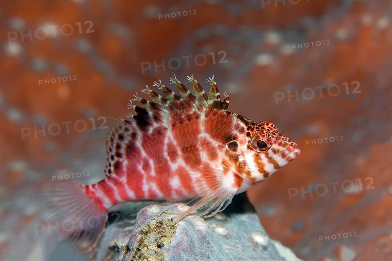 Coral Hawkfish (Cirrhitichthys oxycephalus)