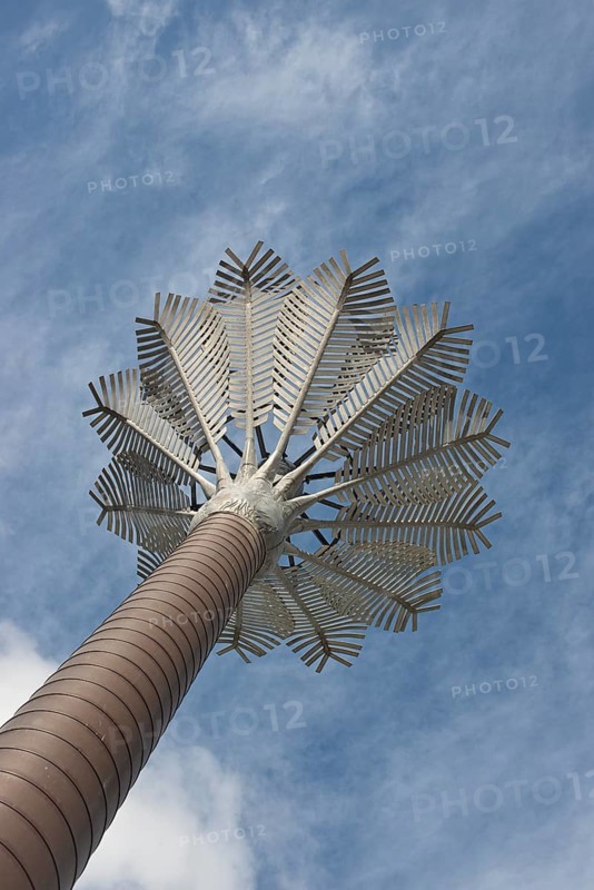 Nikau Palm
