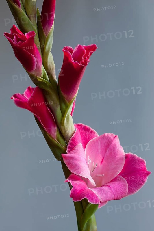 Gladiolus (Gladiolus sp.)