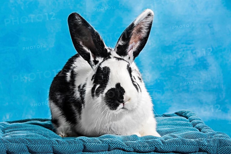 Black and white pinto rabbit