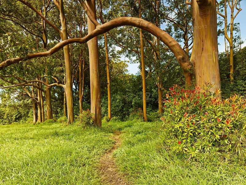 Eucalyptus forest
