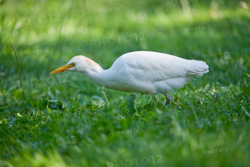 Cattle Egret (Bubulcus ibis) foraging