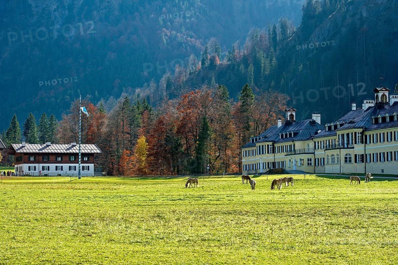 Horses on the pasture