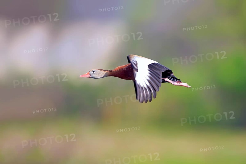 Black-bellied Whistling Duck (Dendrocygna autumnalis)