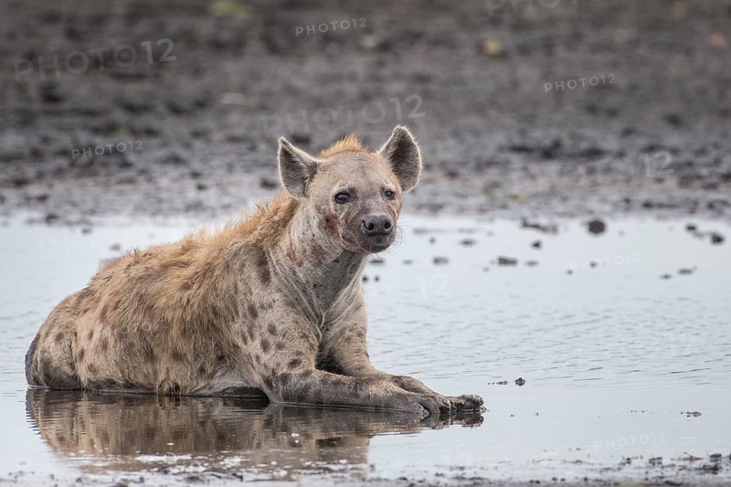 Spotted Hyena (Crocuta crocuta)