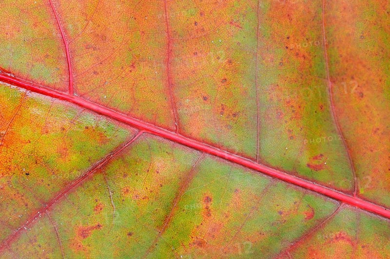 Northern Red Oak (Quercus rubra)