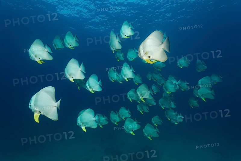 A shoal of Teira Batfish (Platax teira)