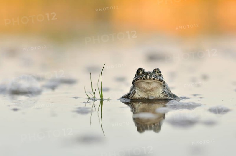 Green Toad (Bufo viridis complex) in an abandoned gravel pit