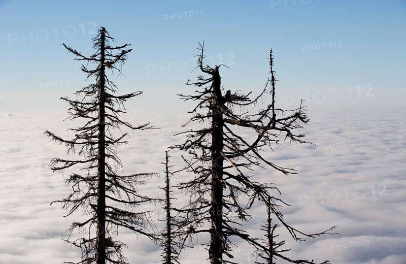 Dead Spruces (Picea)