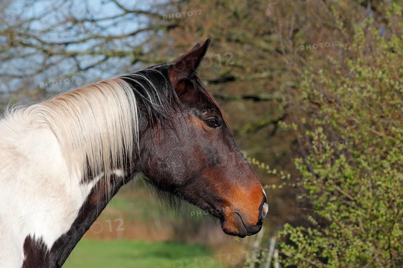 Trakehner