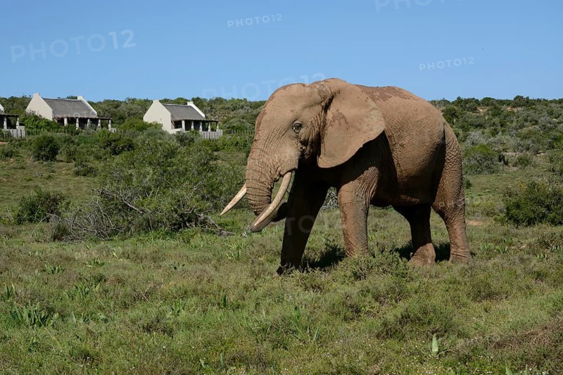 African Bush Elephant (Loxodonta africana) at the main camp