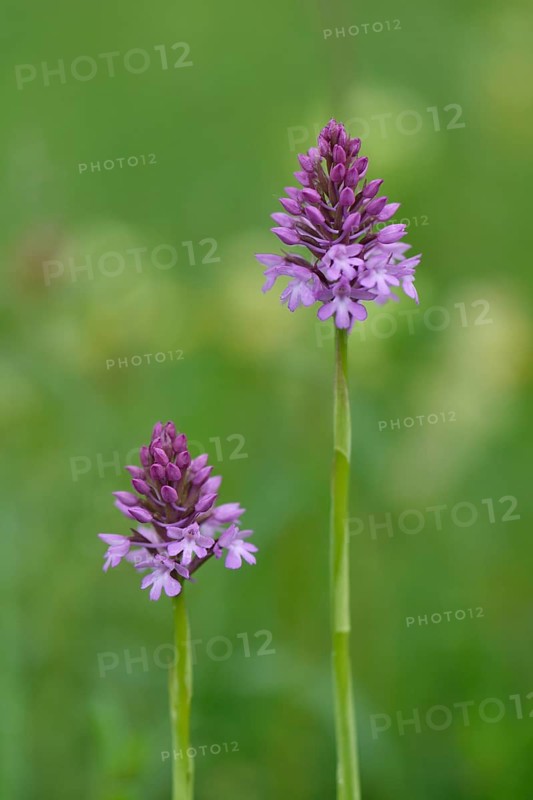 Pyramid Orchids (Anacamptis pyramidalis)