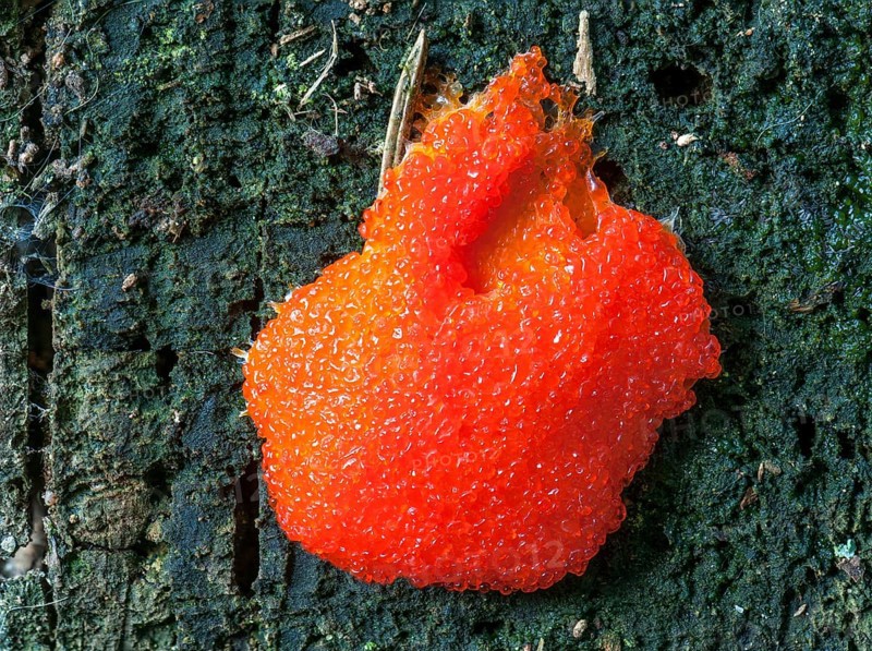 Salmon-coloured Slime Mould (Tubifera ferruginosa)