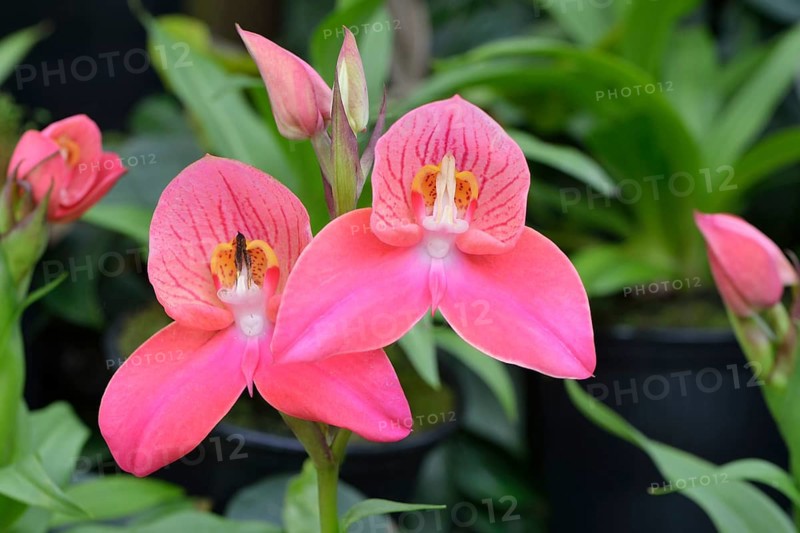 Disa orchid hybrid (Disa)