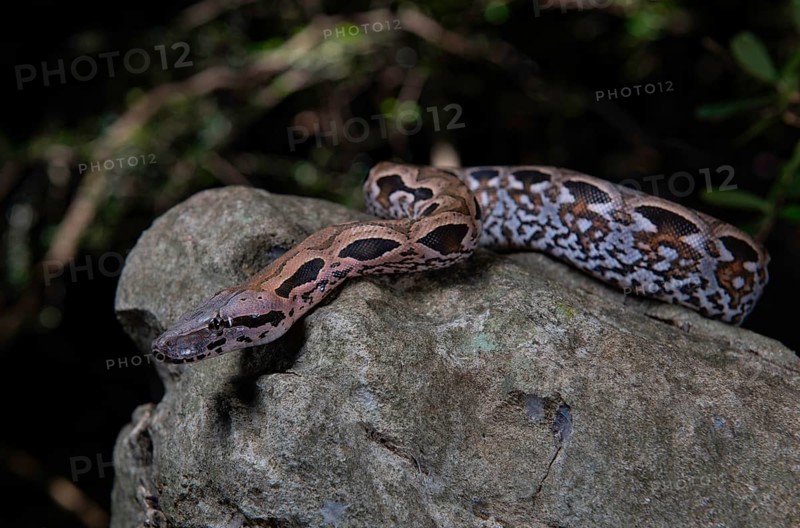 Malagasy ground boa (Acrantophis madagascariensis) winds on stone