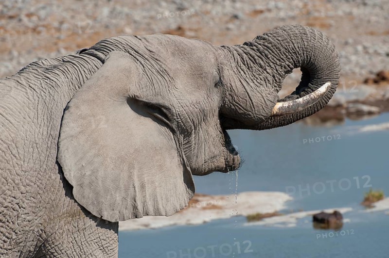 African Elephant (Loxodonta africana)