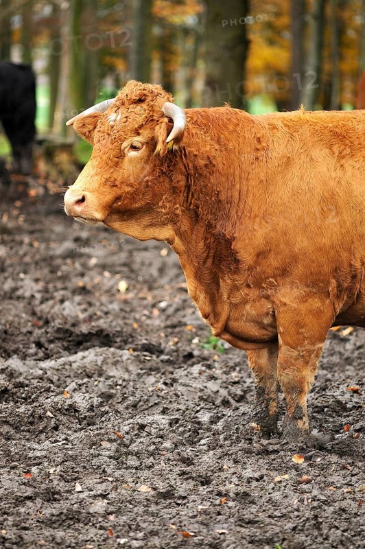 Red-brown cow