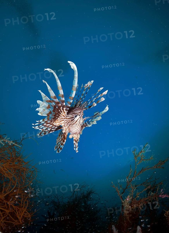 Red Lionfish (Pterois volitans)