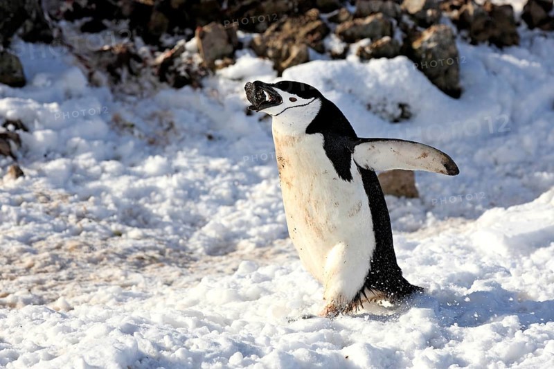 Chinstrap Penguin (Pygoscelis antarctica)