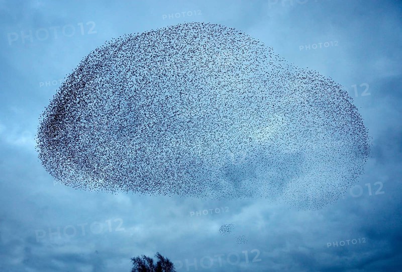 Starlings (Sturnus vulgaris)