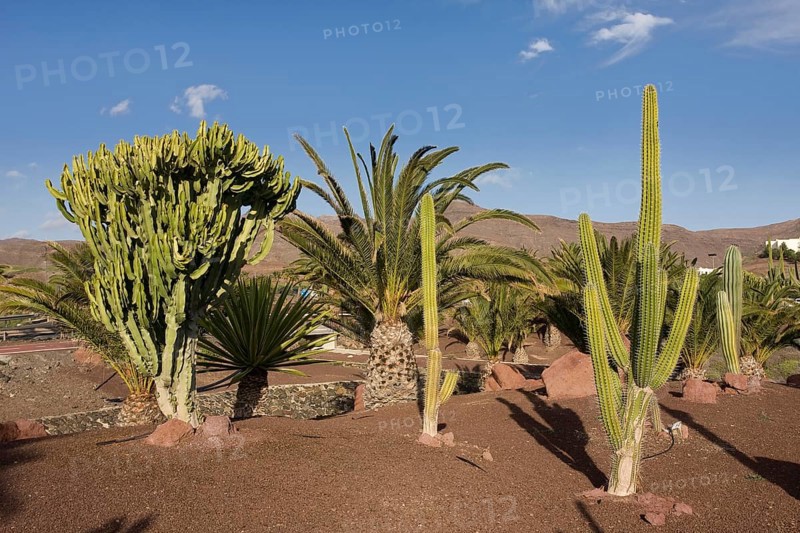 Cacti (Cactaceae) in Las Playitas