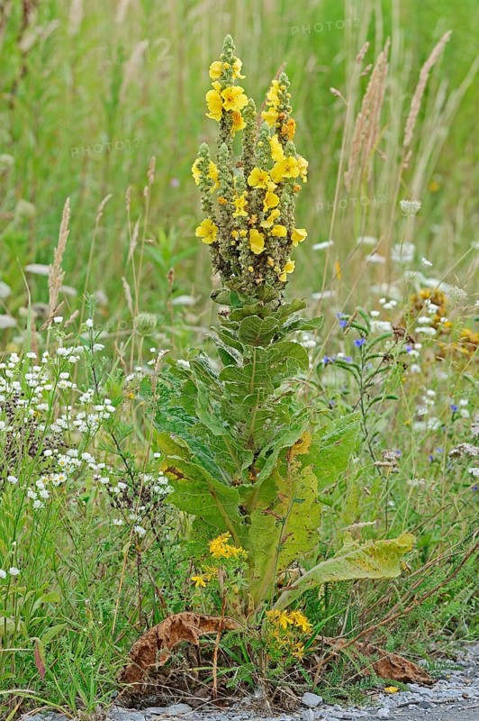 Dense-Flowered Mullein (Verbascum densiflorum)