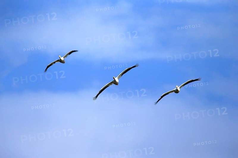 American White Pelican (Pelecanus erythrorhynchos)