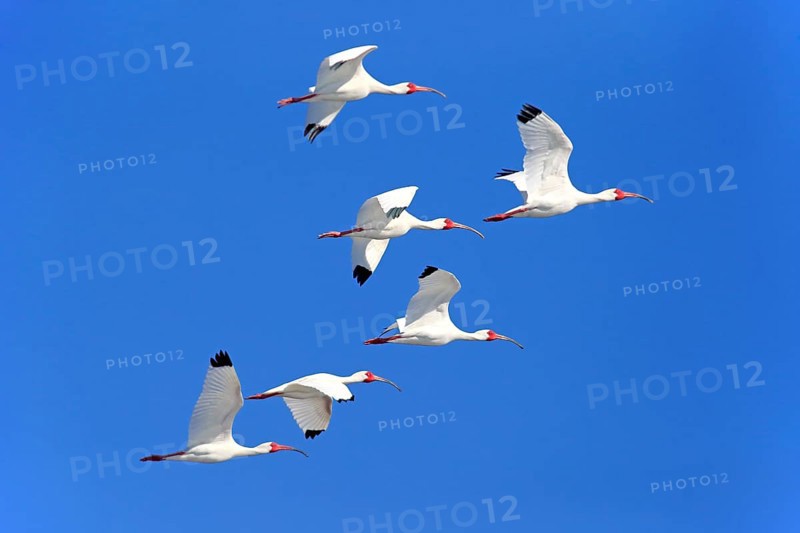 American White Ibis (Eudocimus albus)