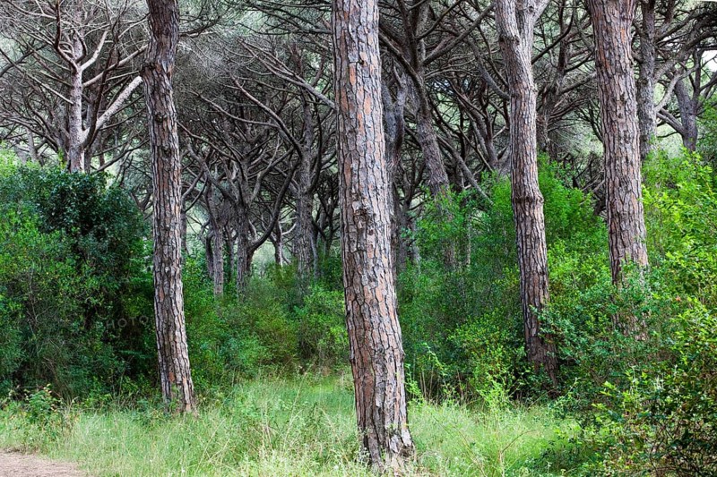 Pine forest near Castiglione della Pescaia