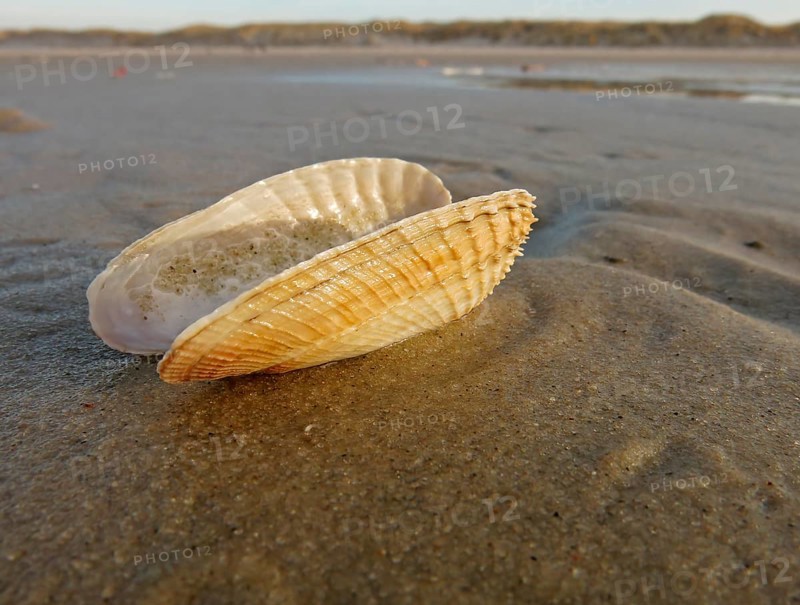 False Angel Wing or American Piddock (Petricola pholadiformis)