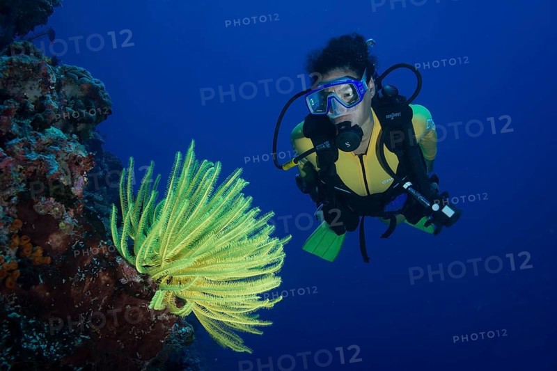 Scuba diver looking at a yellow Feather Star (Crinoidea)