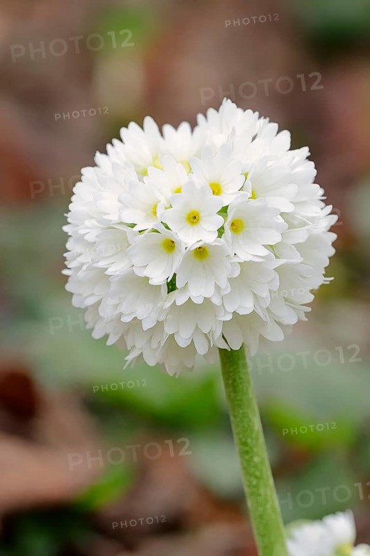 Drumstick Primrose