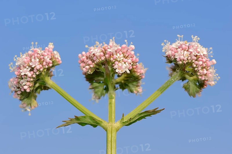 Valerian (Valeriana officinalis)