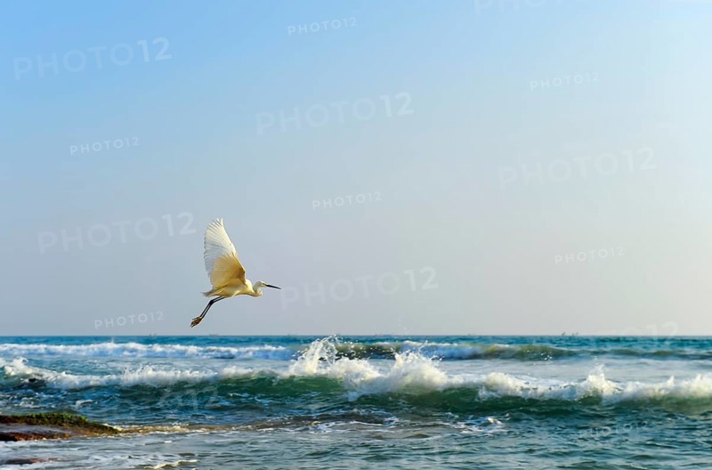 Flying Great Egret (Ardea alba)