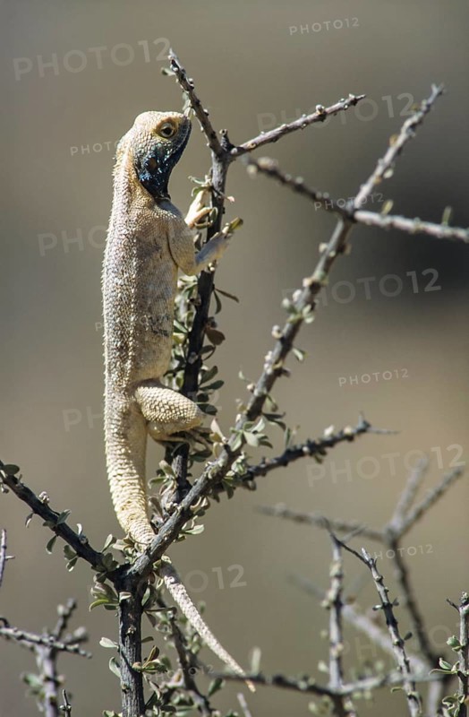 Southern rock agama (Agama atra)