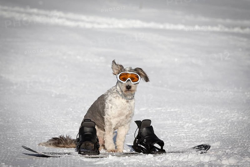 A dog with snow goggles sitting behind a snowboard in the snow