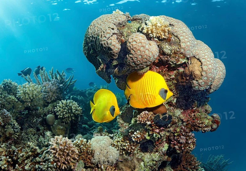 Two Threadfin butterflyfish (Chaetodon sermilavatus)
