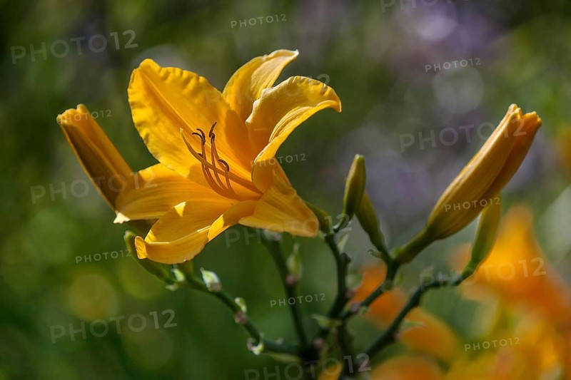 Yellow Lily (Lilium)