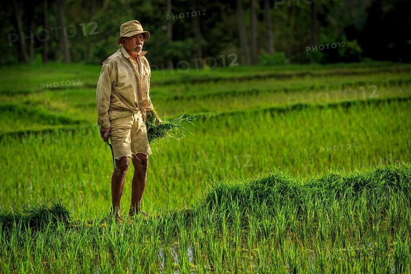 Farmer checking his rice