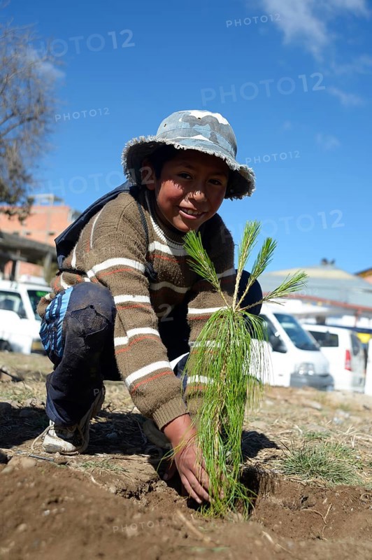 Boy planting a Pine tree (Pinus) on a day of action to protect the environment
