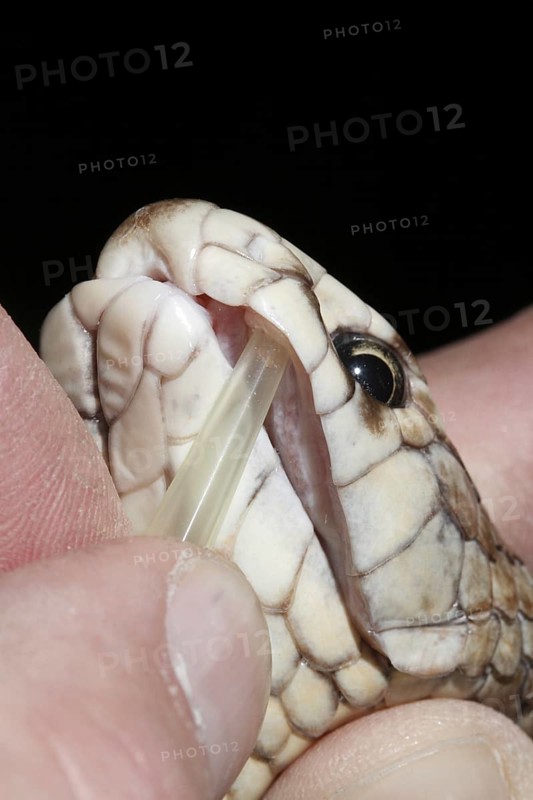 Eastern Brown Snake (Pseudonaja textilis) being milked for venom