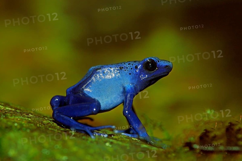 Blue Poison Frog (Dendrobates tinctorius)