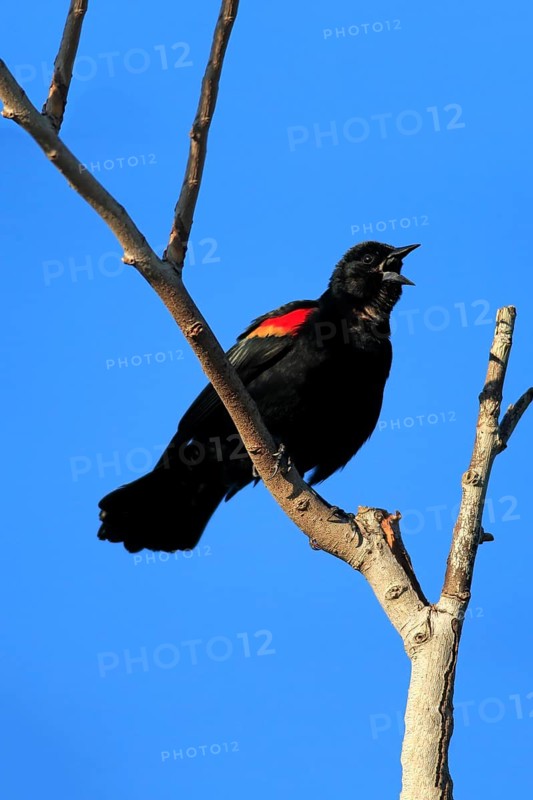 Red-winged Blackbird (Agelaius phoeniceus)