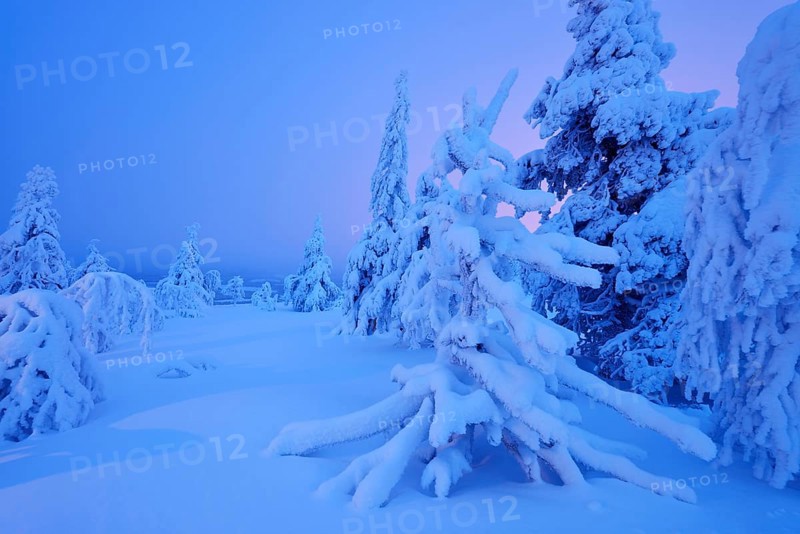 Trees in a snow-covered winter landscape