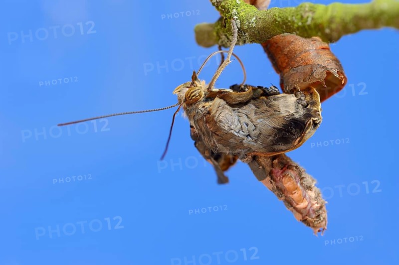 Pale Owl or Giant Owl butterfly (Caligo memnon) emerging from pupa