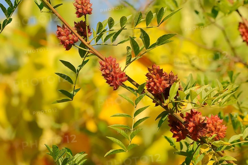 Licorice (Glycyrrhiza glabra)
