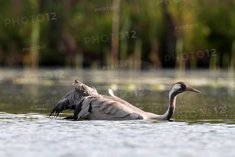 Common Crane (Grus grus)