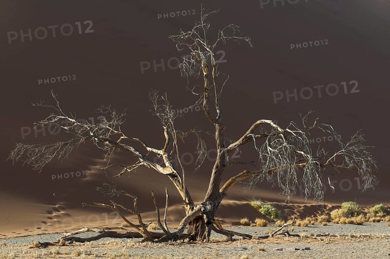Dead tree against a sand dune in the Tsauchab Valley